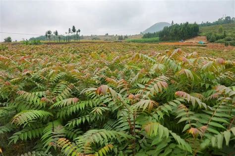 香椿树的种植